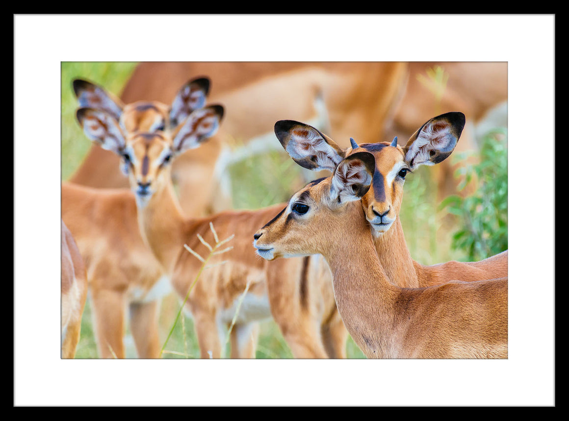 Creatures by Ricardo Serpa