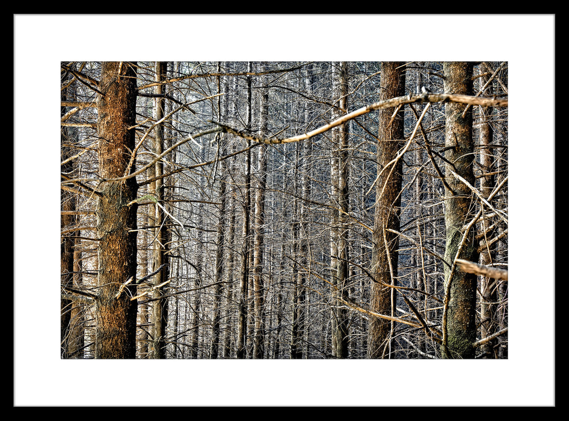 Trees Collection by Ricardo Serpa